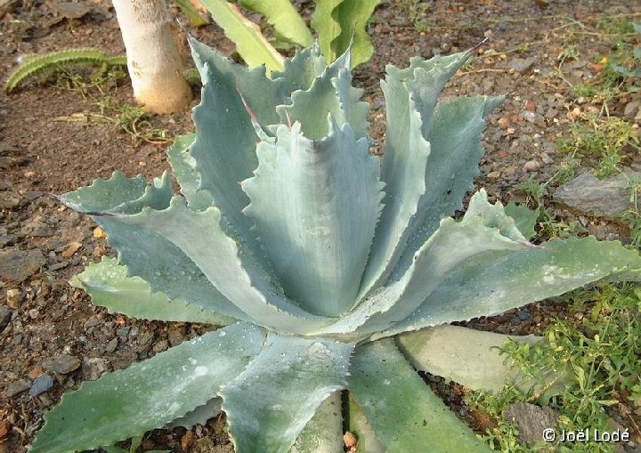 Agave potatorum ©JLcoll.175